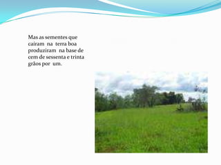 Mas as sementes que
caíram na terra boa
produziram na base de
cem de sessenta e trinta
grãos por um.
 