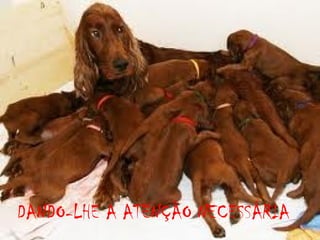 DANDO-LHE A ATENÇÃO NECESSÁRIA

 