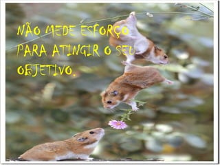 NÃO MEDE ESFORÇO
PARA ATINGIR O SEU
OBJETIVO.

 