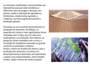 As sementes modificadas e desenvolvidas nos
laboratórios possuem alta resistência a
diferentes tipos de pragas e doenças, seu
plantio, aliado à utilização de agrotóxicos,
fertilizantes, implementos agrícolas e
máquinas, aumenta significativamente a
produção agrícola.
Constatou-se um aumento extraordinário na
produção de alimentos. No México, as
experiências iniciais e mais significativas foram
realizadas com o trigo, que em sete anos
quadruplicou sua produção. Nas Filipinas, as
pesquisas foram realizadas com o arroz, o
resultado foi satisfatório, havendo um grande
aumento na produção e colheita.
Porém, a fome no mundo não reduziu, pois a
produção dos alimentos nos países em
desenvolvimento é destinada, principalmente,
a países ricos industrializados, como Estados
Unidos, Japão e Países da União Europeia.
 
