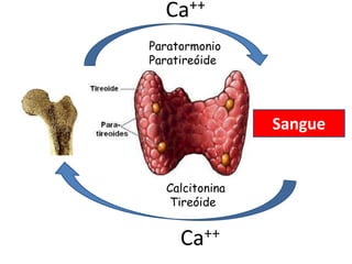 Ca ++

Paratormonio
Paratireóide




                Sangue


  Calcitonina
  Tireóide


     Ca ++
 
