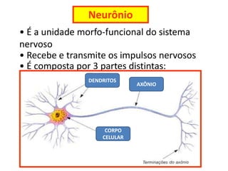 Neurônio
• É a unidade morfo-funcional do sistema
nervoso
• Recebe e transmite os impulsos nervosos
• É composta por 3 partes distintas:
                DENDRITOS
                              AXÔNIO




                     CORPO
                    CELULAR
 