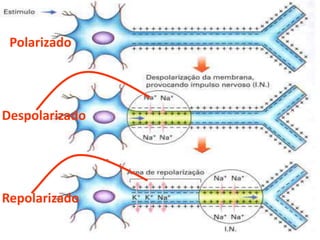 Potencial de ação
 Polarizado




Despolarizado




Repolarizado
 