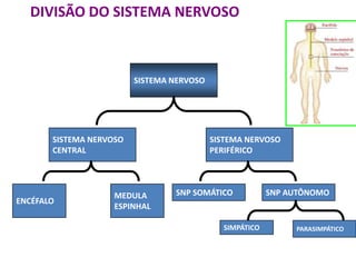 DIVISÃO DO SISTEMA NERVOSO



                         SISTEMA NERVOSO




       SISTEMA NERVOSO                     SISTEMA NERVOSO
       CENTRAL                             PERIFÉRICO




                    MEDULA       SNP SOMÁTICO            SNP AUTÔNOMO
ENCÉFALO
                    ESPINHAL

                                             SIMPÁTICO        PARASIMPÁTICO
 