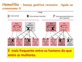 Hemofilia   - Doença genética recessiva , ligada ao
cromossomo X




        H       H    h            H   h       H




    H   h   H       H h   H   H   H   H   h       H   h




    É mais frequente entre os homens do que
    entre as mulheres.
 