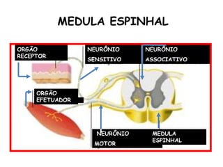 MEDULA ESPINHAL

ORGÃO            NEURÔNIO     NEURÔNIO
RECEPTOR
                 SENSITIVO    ASSOCIATIVO




     ORGÃO
     EFETUADOR




                   NEURÔNIO    MEDULA
                               ESPINHAL
                  MOTOR
 