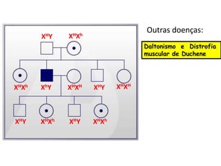 Outras doenças:
       XHY    XHXh
                                   Daltonismo e Distrofia
                                   muscular de Duchene




XHXh   XhY    XHXH   XHY    XHXH



XHY    XHXh   XHY    XHXh
 