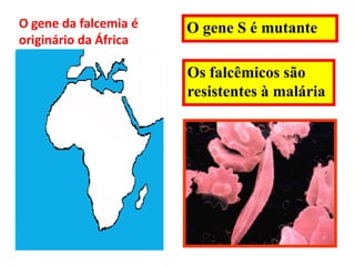 O gene da falcemia é   O gene S é mutante
originário da África

                       Os falcêmicos são
                       resistentes à malária
 
