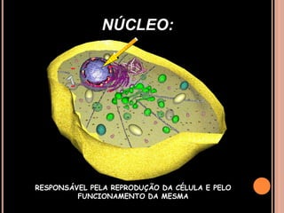 NÚCLEO:RESPONSÁVEL PELA REPRODUÇÃO DA CÉLULA E PELO FUNCIONAMENTO DA MESMA