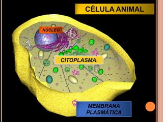 CÉLULA ANIMALNÚCLEOCITOPLASMA:MEMBRANA PLASMÁTICA