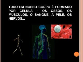 TUDO EM NOSSO CORPO É FORMADO POR CÉLULA – OS OSSOS, OS MÚSCULOS, O SANGUE, A PELE, OS NERVOS...