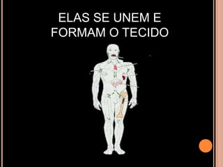 ELAS SE UNEM E FORMAM O TECIDO