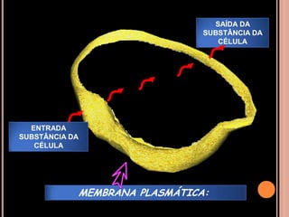 SAÍDA DA SUBSTÂNCIA DA CÉLULAENTRADA SUBSTÂNCIA DA CÉLULAMEMBRANA PLASMÁTICA: 
