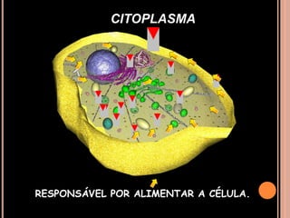 CITOPLASMARESPONSÁVEL POR ALIMENTAR A CÉLULA.