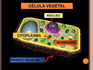 CÉLULA VEGETALNÚCLEOCITOPLASMAMEMBRANAPAREDE CELULAR