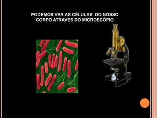 PODEMOS VER AS CÉLULAS  DO NOSSO CORPO ATRAVÉS DO MICROSCÓPIO