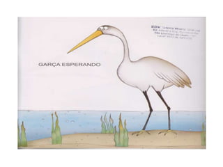 Apresentação1 Come Come