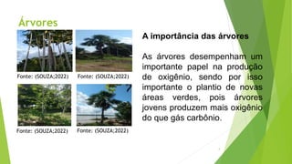 Árvores
A importância das árvores
As árvores desempenham um
importante papel na produção
de oxigênio, sendo por isso
importante o plantio de novas
áreas verdes, pois árvores
jovens produzem mais oxigênio
do que gás carbônio.
Fonte: (SOUZA;2022)
Fonte: (SOUZA;2022)
Fonte: (SOUZA;2022) Fonte: (SOUZA;2022)
4
 