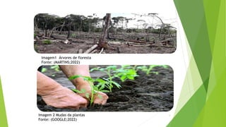Imagem1 Árvores de floresta
Fonte: (MARTINS;2022)
Imagem 2 Mudas da plantas
Fonte: (GOOGLE;2022)
5
 