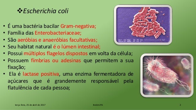 estudo da bactéria Escherichia coli