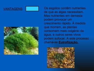 VANTAGENS Os esgotos contêm nutrientes de que as algas necessitam. Mas nutrientes em demasia podem provocar um crescimento rápido. À medida que morrem, as plantas consomem mais oxigénio da água, e outros seres vivos podem sufocar. A este processo chama-se  Eutrofização. 