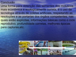 Conclusão  Uma forma para obtenção das sementes dos moluscos mais econômica e ecologicamente correta, é o uso da tecnologia através de coletas artificiais, respeitando as resoluções e as portarias dos órgãos competentes, nas quais estão explícitas, informações básicas como o ciclo reprodutivo, profundidade corretas, melhores épocas para capturas,etc.  
