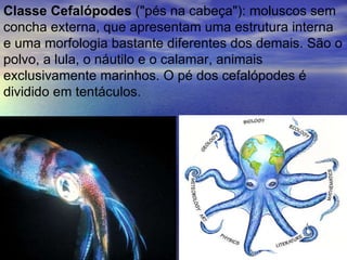 Classe Cefalópodes  ("pés na cabeça"): moluscos sem concha externa, que apresentam uma estrutura interna e uma morfologia bastante diferentes dos demais. São o polvo, a lula, o náutilo e o calamar, animais exclusivamente marinhos. O pé dos cefalópodes é dividido em tentáculos. 
