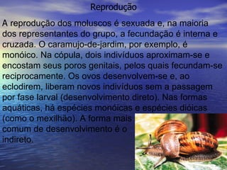 Reprodução A  reprodução dos moluscos é sexuada e, na maioria dos representantes do grupo, a fecundação é interna e cruzada. O caramujo-de-jardim, por exemplo, é monóico. Na cópula, dois indivíduos aproximam-se e encostam seus poros genitais, pelos quais fecundam-se reciprocamente. Os ovos desenvolvem-se e, ao eclodirem, liberam novos indivíduos sem a passagem por fase larval (desenvolvimento direto). Nas formas aquáticas, há espécies monóicas e espécies dióicas (como o mexilhão). A forma mais  comum de desenvolvimento é o  indireto.   