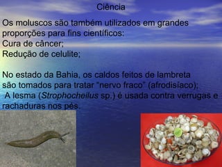 Ciência Os moluscos são também utilizados em grandes proporções para fins científicos:   Cura de câncer;  Redução de celulite; No estado da Bahia, os caldos feitos de lambreta são tomados para tratar “nervo fraco” (afrodisíaco);  A lesma ( Strophocheilus  sp.) é usada contra verrugas e rachaduras nos pés. 