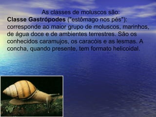 As classes de moluscos são: Classe Gastrópodes  ("estômago nos pés"): corresponde ao maior grupo de moluscos, marinhos, de água doce e de ambientes terrestres. São os conhecidos caramujos, os caracóis e as lesmas. A concha, quando presente, tem formato helicoidal. 