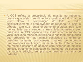 A CCS reflete a prevalência de mastite no rebanho, doença que afeta o rendimento e qualidade industrial do leite, altera a composição do leite e reduz significativamente a produtividade do rebanho. Ou seja, o produtor tem sua renda diretamente afetada, pois tem menos leite para vender e esse leite apresenta pior qualidade. A CCS depende de cuidados com a saúde da vaca, incluindo manejos nutricional e sanitário adequados que proporcionem ao animal condições de enfrentar possíveis agentes contagiosos; manejo de ordenha promovendo identificação, monitoramento, tratamento e até mesmo descarte de animais com histórico de mastite crônica, tratamento adequado no momento de secagem da vaca e adoção, sempre que possível de linha de ordenha. 