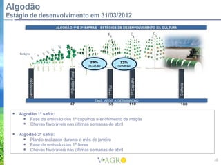 Algodão
Estágio de desenvolvimento em 31/03/2012




     Algodão 1ª safra:
         Fase de emissão dos 1º capulhos e enchimento de maçãs
         Chuvas favoráveis nas últimas semanas de abril
     Algodão 2ª safra:
         Plantio realizado durante o mês de janeiro
         Fase de emissão das 1ª flores
         Chuvas favoráveis nas últimas semanas de abril
                                                                  10
 