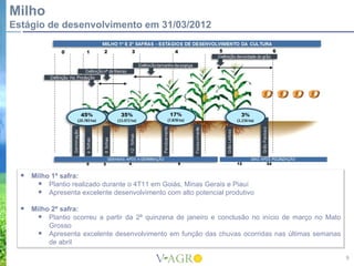 Milho
Estágio de desenvolvimento em 31/03/2012




     Milho 1ª safra:
        Plantio realizado durante o 4T11 em Goiás, Minas Gerais e Piauí
        Apresenta excelente desenvolvimento com alto potencial produtivo
     Milho 2ª safra:
        Plantio ocorreu a partir da 2ª quinzena de janeiro e conclusão no início de março no Mato
           Grosso
        Apresenta excelente desenvolvimento em função das chuvas ocorridas nas últimas semanas
           de abril

                                                                                                     9
 