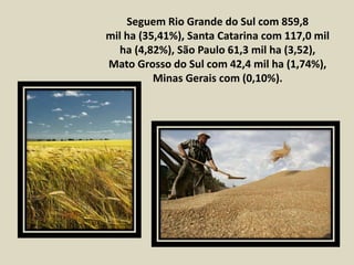 Seguem Rio Grande do Sul com 859,8 
mil ha (35,41%), Santa Catarina com 117,0 mil 
ha (4,82%), São Paulo 61,3 mil ha (3,52), 
Mato Grosso do Sul com 42,4 mil ha (1,74%), 
Minas Gerais com (0,10%). 
 