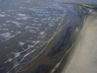 Les marais côtiers de la Louisiane constituent un sanctuaire pour la faune, en particulier les oiseaux aquatiques. la nappe ne pollue les pêcheries, cruciales pour l'économie locale. 