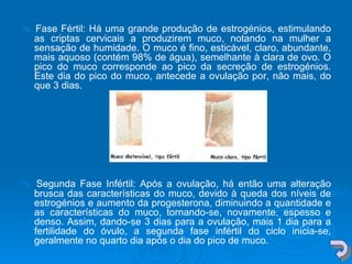    Fase Fértil: Há uma grande produção de estrogénios, estimulando as criptas cervicais a produzirem muco, notando na mulher a sensação de humidade. O muco é fino, esticável, claro, abundante, mais aquoso (contém 98% de água), semelhante à clara de ovo. O pico do muco corresponde ao pico da secreção de estrogénios. Este dia do pico do muco, antecede a ovulação por, não mais, do que 3 dias.     Segunda Fase Infértil: Após a ovulação, há então uma alteração brusca das características do muco, devido à queda dos níveis de estrogénios e aumento da progesterona, diminuindo a quantidade e as características do muco, tornando-se, novamente, espesso e denso. Assim, dando-se 3 dias para a ovulação, mais 1 dia para a fertilidade do óvulo, a segunda fase infértil do ciclo inicia-se, geralmente no quarto dia após o dia do pico de muco.   