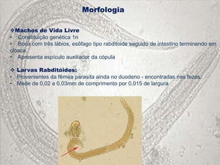 Morfologia

Machos de Vida Livre
• Constituição genética 1n
• Boca com três lábios, esôfago tipo rabditoide seguido de intestino terminando em
cloaca.
• Apresenta espículo auxiliador da cópula

 Larvas Rabditóides:
• Provenientes da fêmea parasita ainda no duodeno - encontradas nas fezes.
• Mede de 0,02 a 0,03mm de comprimento por 0,015 de largura
 
