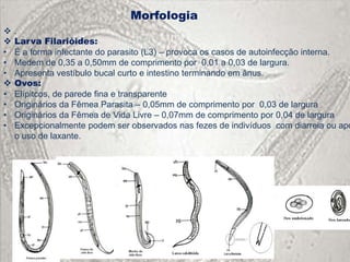 Morfologia
   .
   Larva Filarióides:
•   É a forma infectante do parasito (L3) – provoca os casos de autoinfecção interna.
•   Medem de 0,35 a 0,50mm de comprimento por 0,01 a 0,03 de largura.
•   Apresenta vestíbulo bucal curto e intestino terminando em ânus.
   Ovos:
•   Elípitcos, de parede fina e transparente
•   Originários da Fêmea Parasita – 0,05mm de comprimento por 0,03 de largura
•   Originários da Fêmea de Vida Livre – 0,07mm de comprimento por 0,04 de largura
•   Excepcionalmente podem ser observados nas fezes de indivíduos com diarreia ou apó
    o uso de laxante.
 