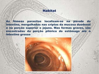 Habitat


As fêmeas parasitas localizam-se na parede do
intestino, mergulhadas nas criptas da mucosa duodenal
e na porção superior o jejuno. Mas formas graves, são
encontradas da porção pilórica do estômago até o
intestino grosso.
 