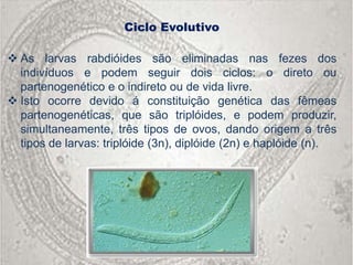 Ciclo Evolutivo

 As larvas rabdióides são eliminadas nas fezes dos
  indivíduos e podem seguir dois ciclos: o direto ou
  partenogenético e o indireto ou de vida livre.
 Isto ocorre devido á constituição genética das fêmeas
                               d
  partenogenéticas, que são triplóides, e podem produzir,
  simultaneamente, três tipos de ovos, dando origem a três
  tipos de larvas: triplóide (3n), diplóide (2n) e haplóide (n).
 