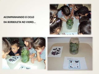 ACOMPANHANDO O CICLO
DA BORBOLETA NO VIDRO...
 