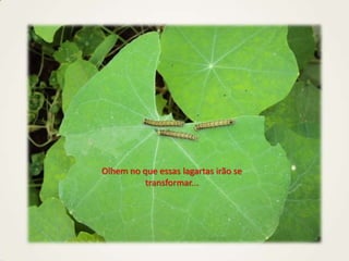 Olhem no que essas lagartas irão se
transformar...
 