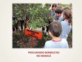 PROCURANDO BORBOLETAS
NO MANACÁ
 