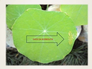OVOS DA BORBOLETA
 