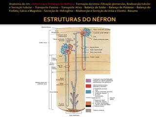 ESTRUTURAS DO NÉFRON

 