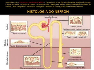 HISTOLOGIA DO NÉFRON

 
