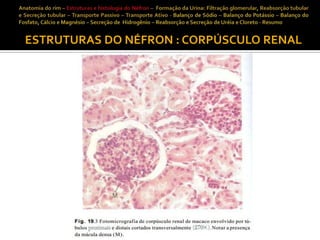 ESTRUTURAS DO NÉFRON : CORPÚSCULO RENAL

 