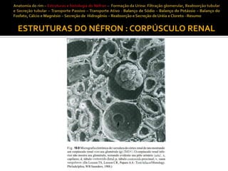 ESTRUTURAS DO NÉFRON : CORPÚSCULO RENAL

 