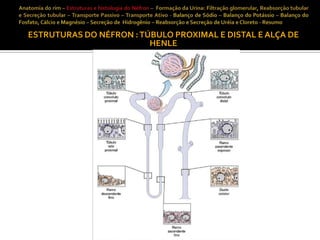 ESTRUTURAS DO NÉFRON : TÚBULO PROXIMAL E DISTAL E ALÇA DE
HENLE

 