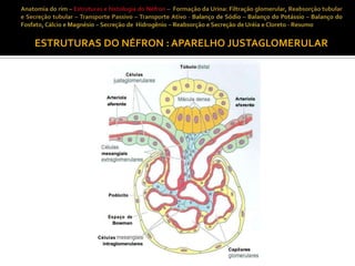 ESTRUTURAS DO NÉFRON : APARELHO JUSTAGLOMERULAR

 
